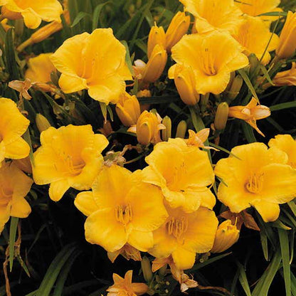 Hemerocallis 'Stella de Oro'