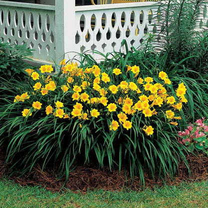 Hemerocallis 'Stella de Oro'