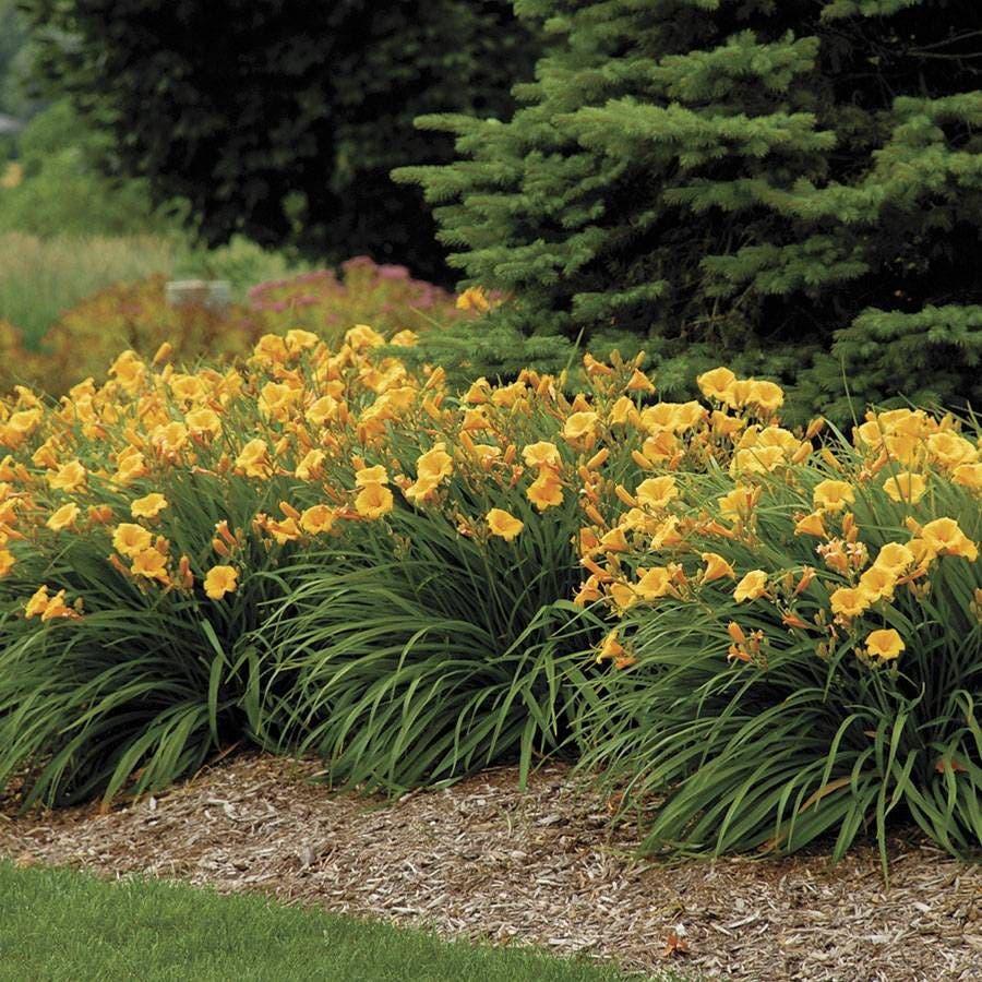 Hemerocallis 'Stella de Oro'