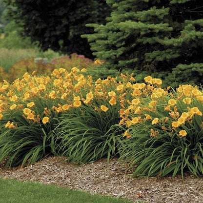 Hemerocallis 'Stella de Oro'