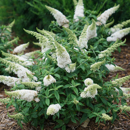 Buddleia Pugster White® Butterfly Bush
