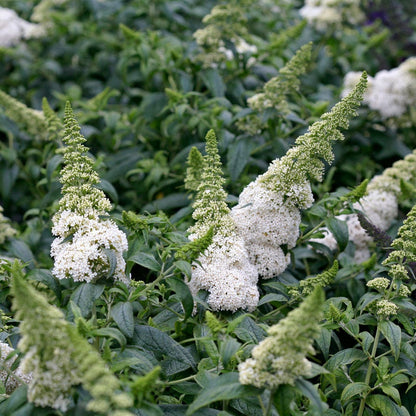 Buddleia Pugster White® Butterfly Bush