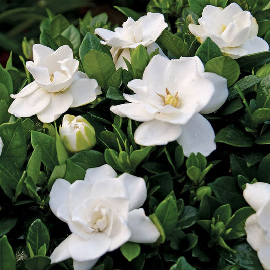 Gardenia Steady as She Goes™