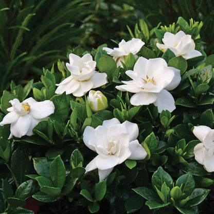 Gardenia Steady as She Goes™