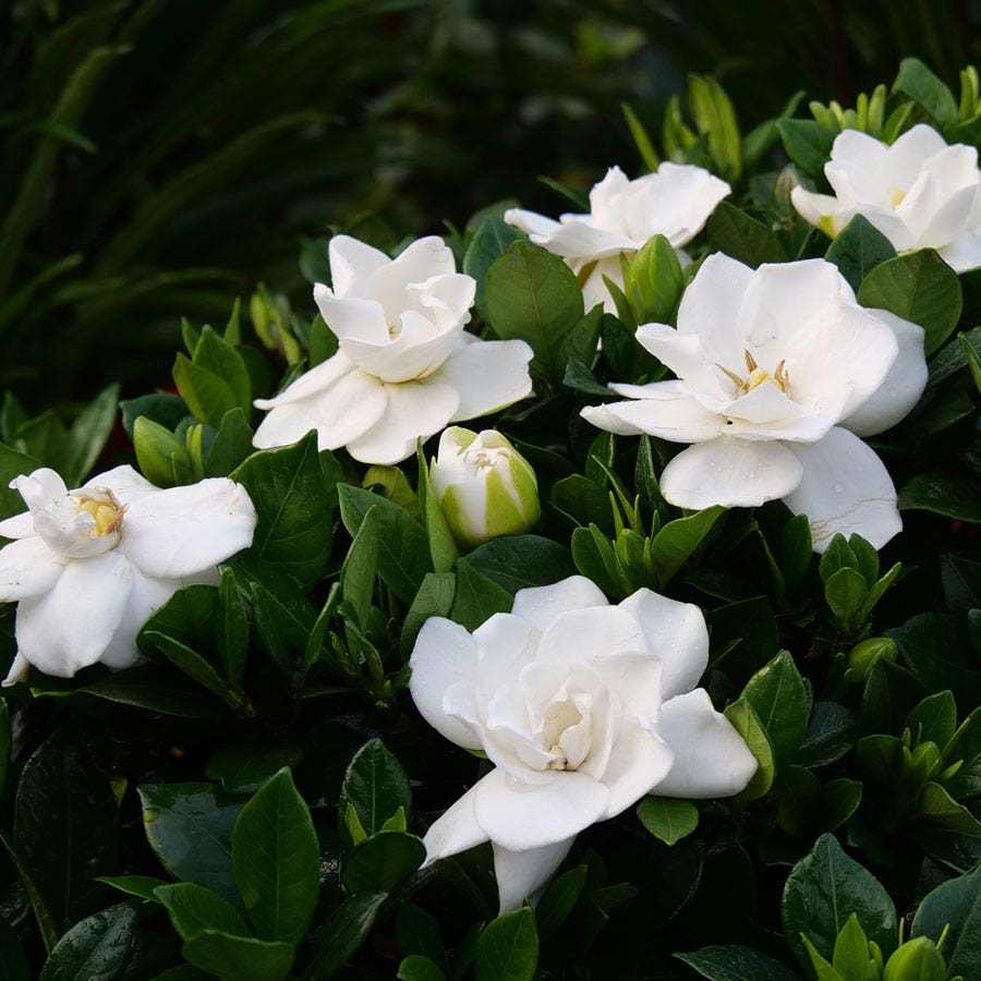 Gardenia Steady as She Goes™