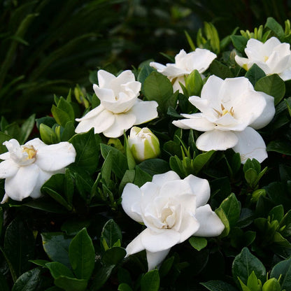 Gardenia Steady as She Goes™