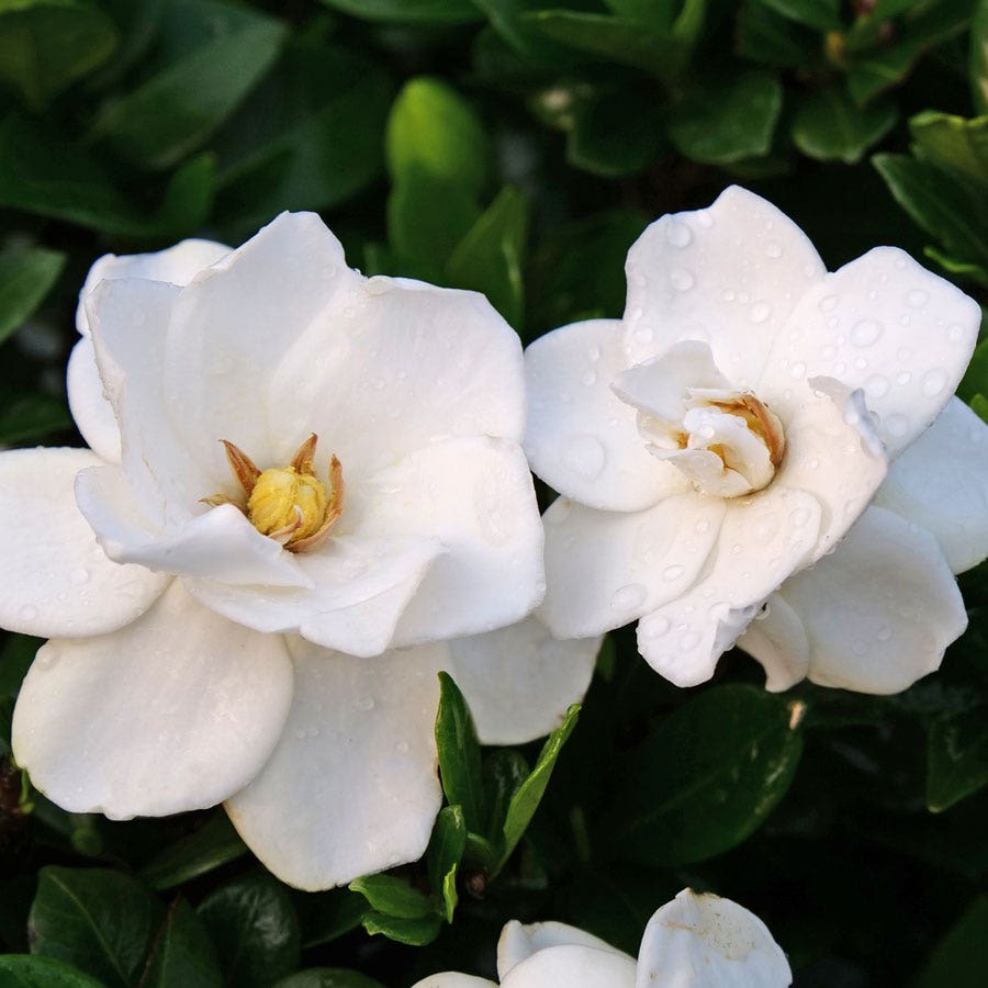 Gardenia Steady as She Goes™