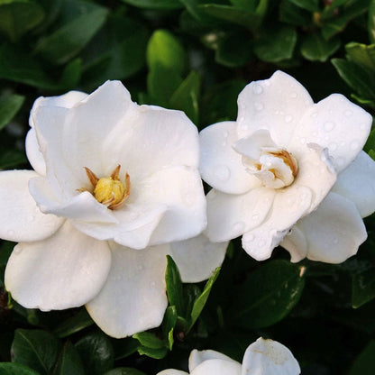 Gardenia Steady as She Goes™