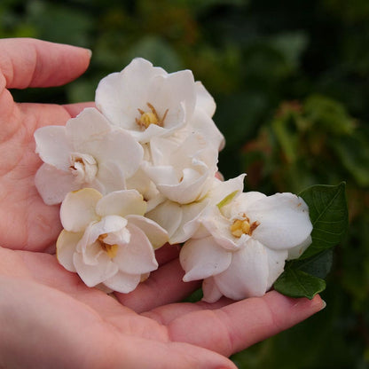Gardenia Steady as She Goes™