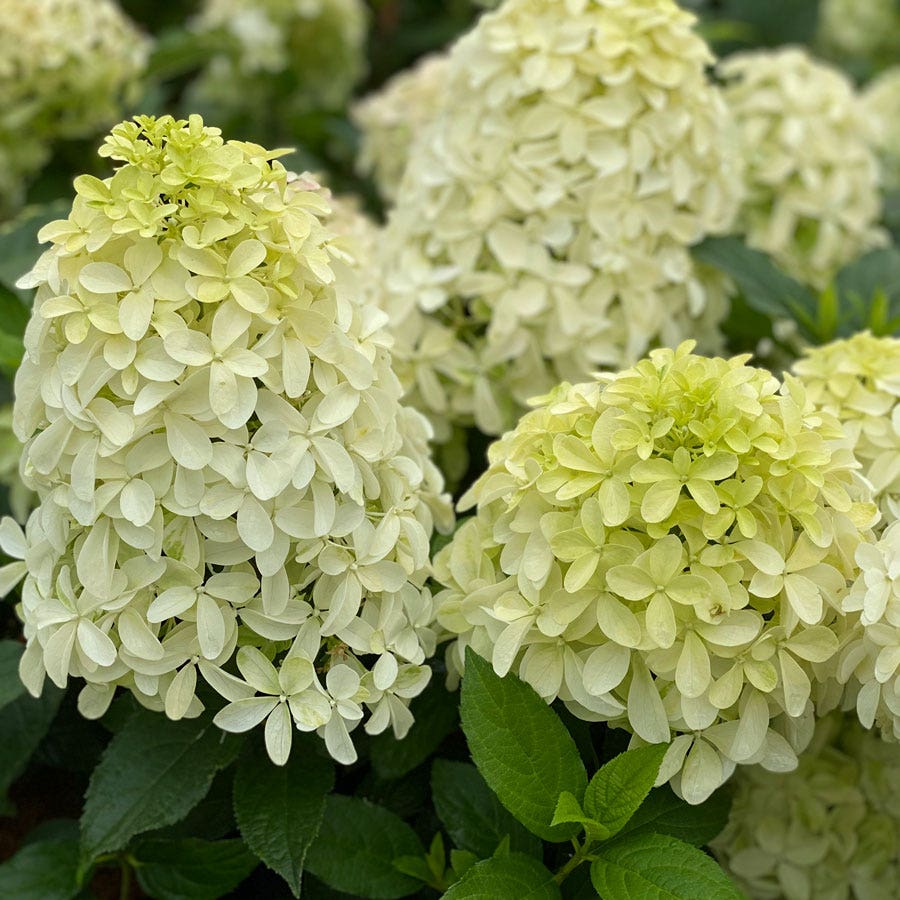 Hydrangea Quick Fire Fab® Panicle Hydrangea – Park Seed