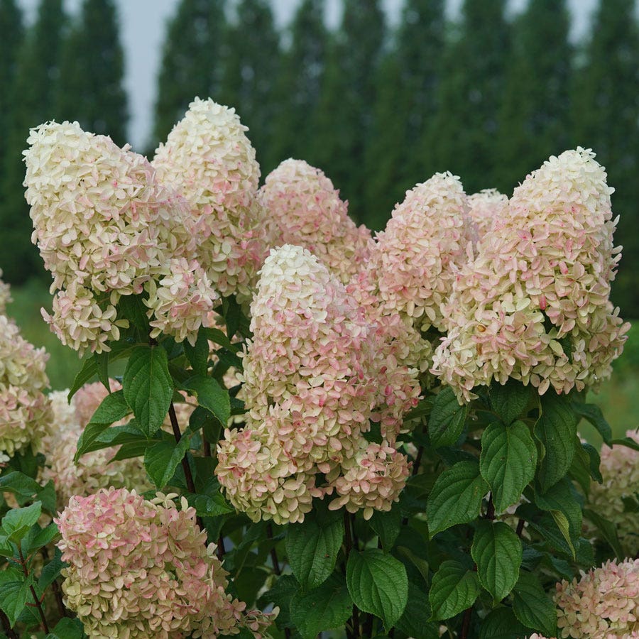 Hydrangea Quick Fire Fab® Panicle Hydrangea – Park Seed