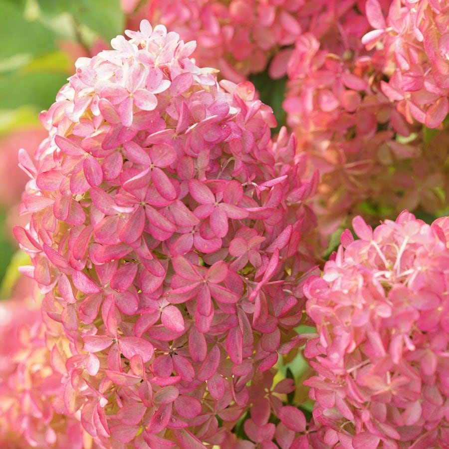 Hydrangea Quick Fire Fab® Panicle Hydrangea – Park Seed