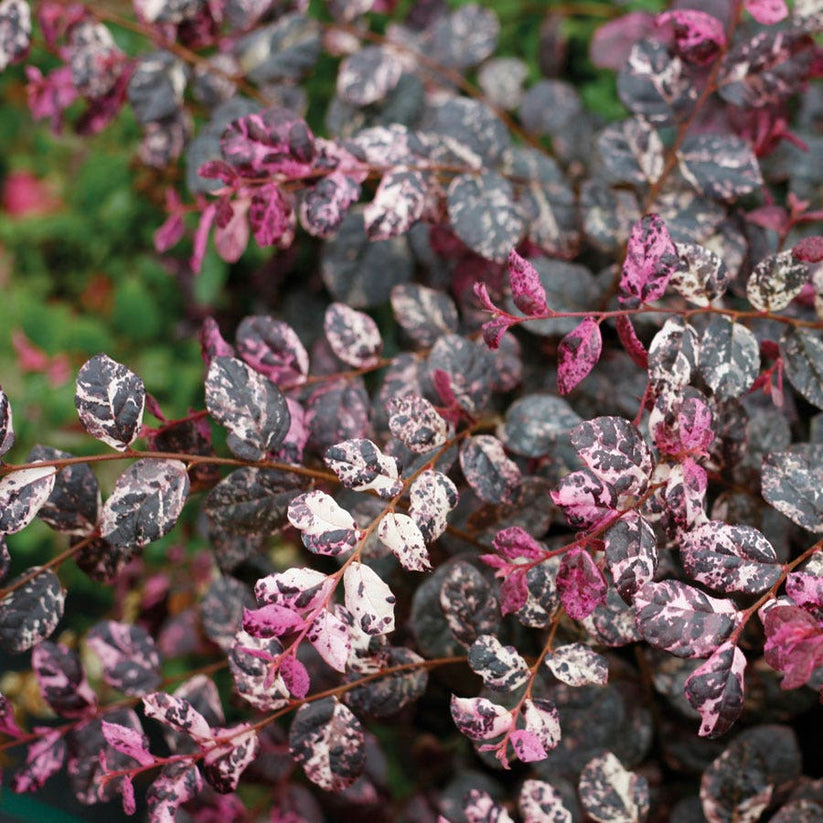 loropetalum-jazz-hands-variegated-chinese-fringe-flower-park-seed
