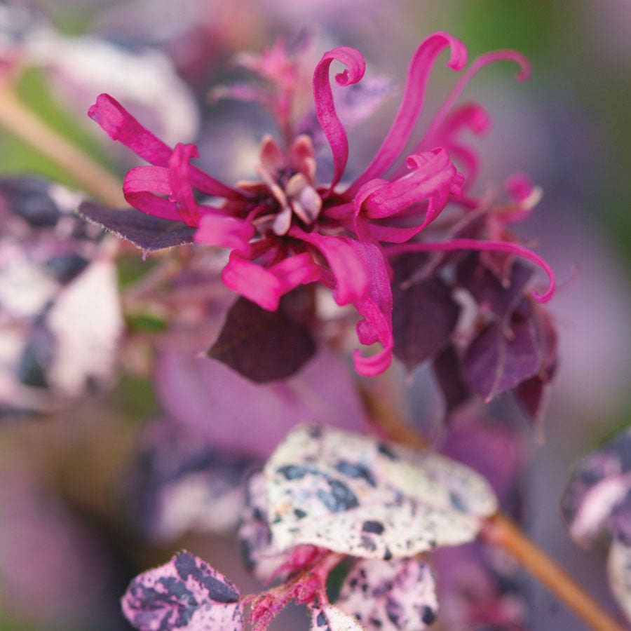 Loropetalum Jazz Hands Variegated® Chinese Fringe Flower
