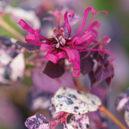 Loropetalum Jazz Hands Variegated® Chinese Fringe Flower