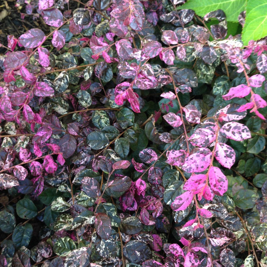 Loropetalum Jazz Hands Variegated® Chinese Fringe Flower