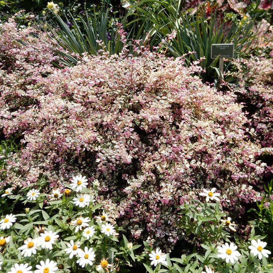 Loropetalum Jazz Hands Variegated® Chinese Fringe Flower