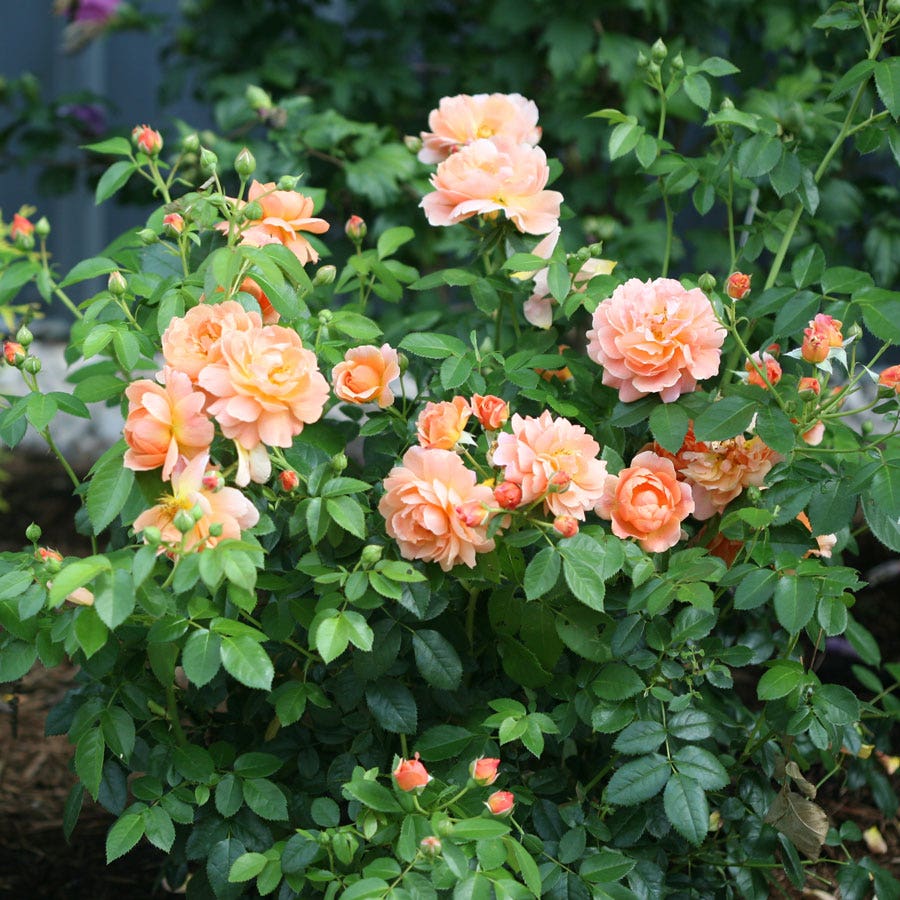 At Last Roses Purple Rosa At Last™ Rose – Park Seed