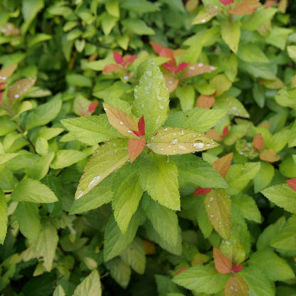 Spiraea Double Play® Candy Corn®