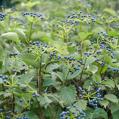 Viburnum Blue Muffin® Arrowwood