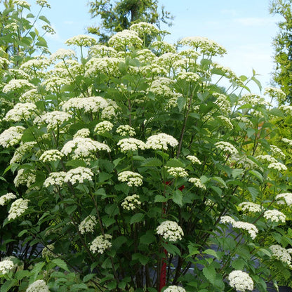 Viburnum Blue Muffin® Arrowwood