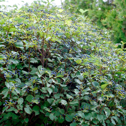 Viburnum Blue Muffin® Arrowwood