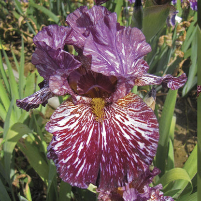 Iris Chocolate Moose Bearded Iris