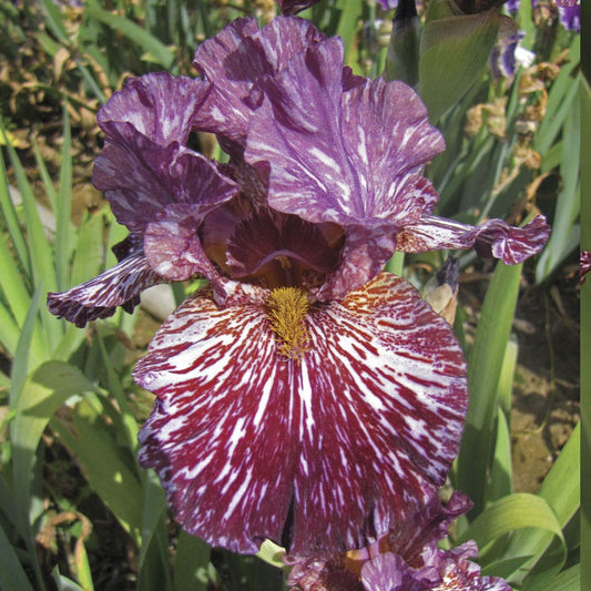 Iris Chocolate Moose Bearded Iris