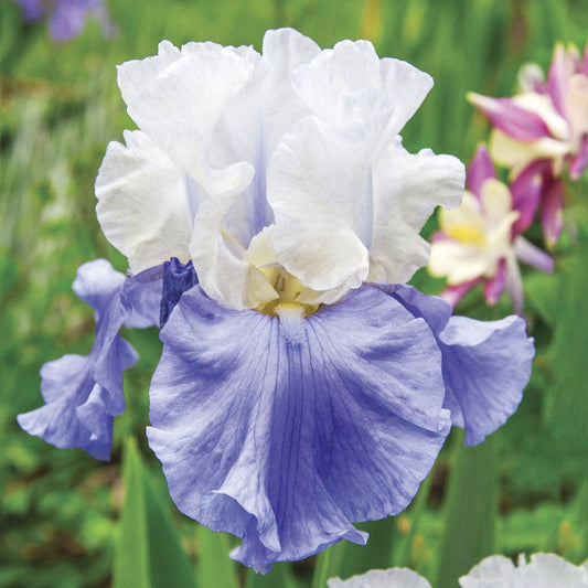 Iris Stairway to Heaven Bearded Iris
