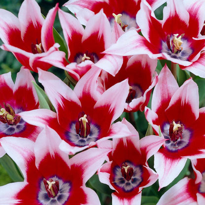Tulipa Akita Tulip Bulbs