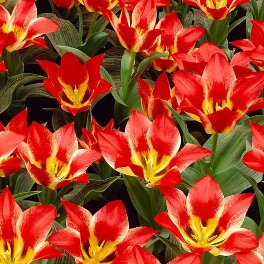 Tulipa Plaisir Tulip Bulbs