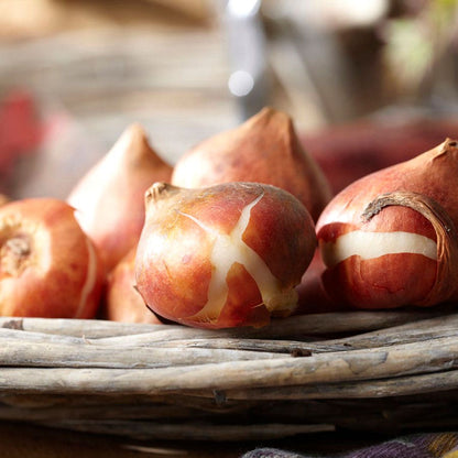 Tulipa Plaisir Tulip Bulbs