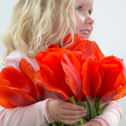 Tulipa Casa Grande Tulip Bulbs