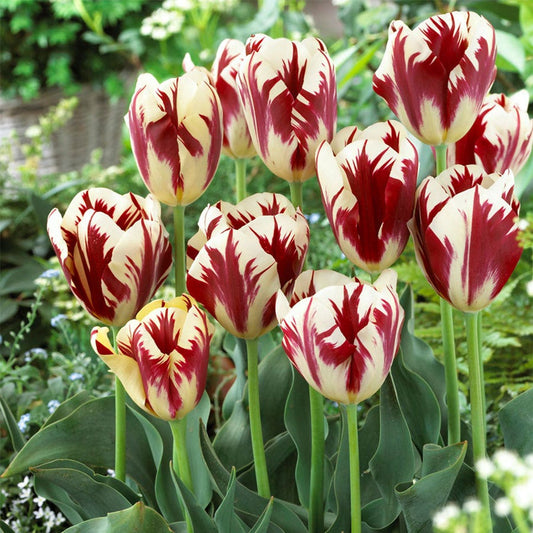 Tulipa Grand Perfection Tulip Bulbs