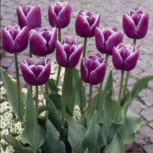 Tulipa Arabian Mystery Tulip Bulbs