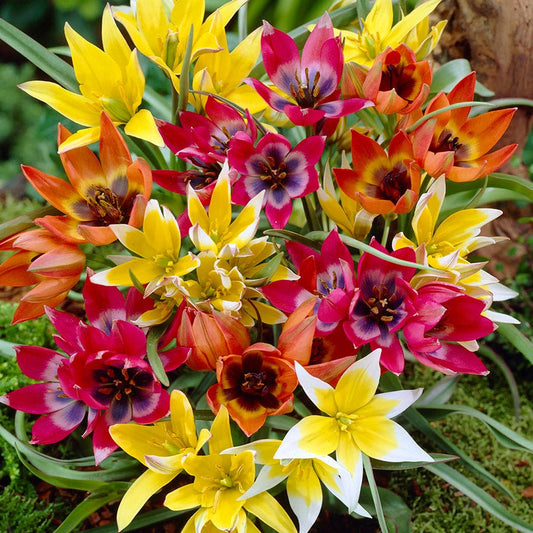 Tulipa Perennial Mix Tulip Bulbs