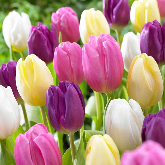 Tulipa Easter Basket Mix Tulip Bulbs