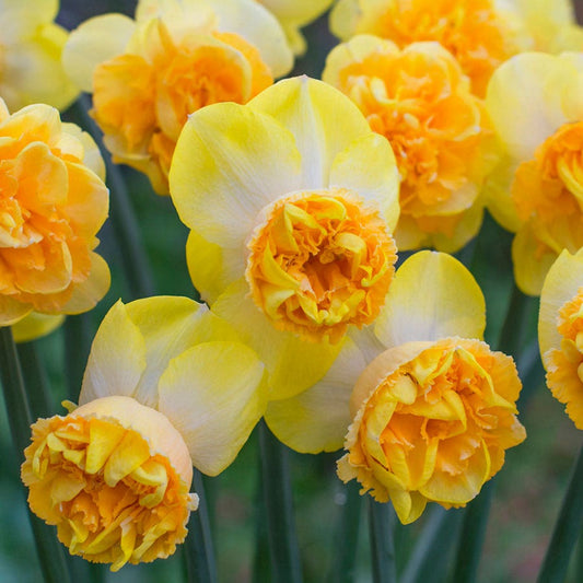 Narcissus Art Perfume Daffodil Bulbs