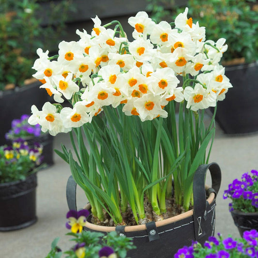 Narcissus Geranium Daffodil Bulbs