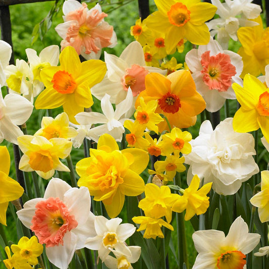 Narcissus Kitchen Sink Mix Daffodil Bulbs