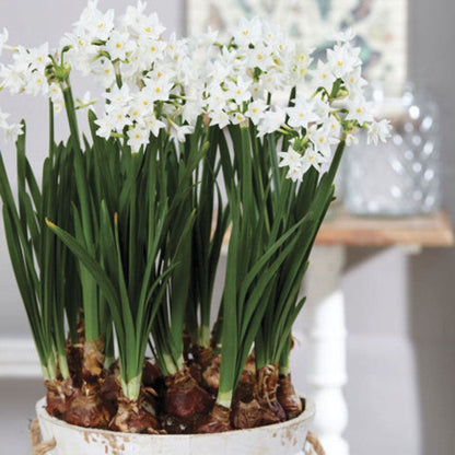 Narcissus Mammoth Paperwhite Bulbs