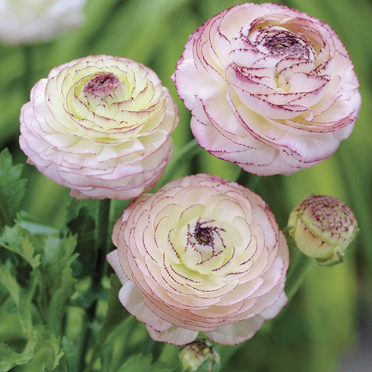 Ranunculus Double Cappuccino Buttercup Bulbs