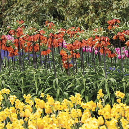 Fritillaria 'Rubra' Crown Imperial Bulbs