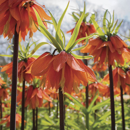 Fritillaria 'Rubra' Crown Imperial Bulbs