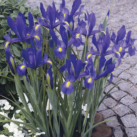 Iris Sapphire Beauty Dutch Iris