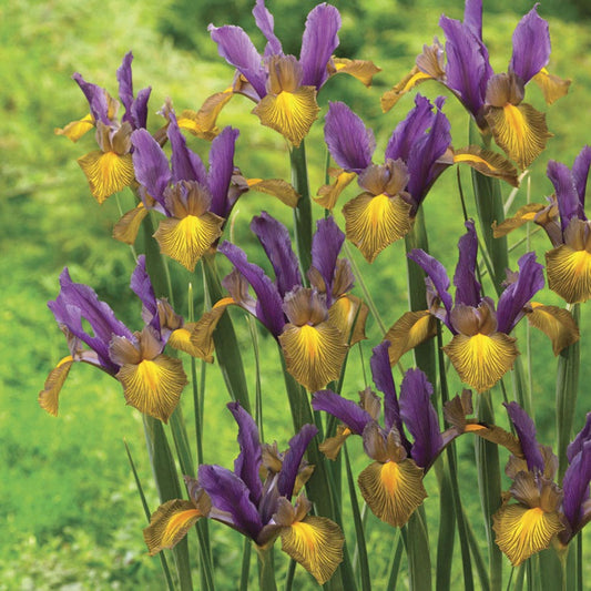 Iris Picasso Dutch Iris Bulbs