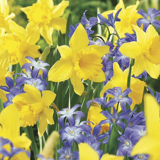 Deer Resistant Bulb Garden in a Bag