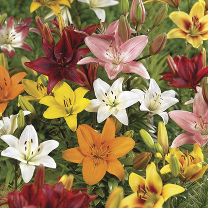 asiatic lily mix Lilium Asiatic Lily Mix Bulbs – Park Seed