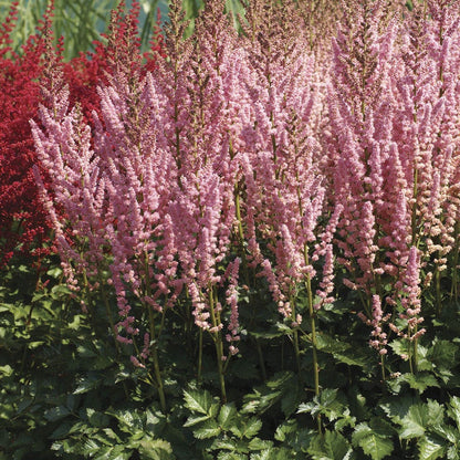 Astilbe Top Choice Cake Mix False Spirea