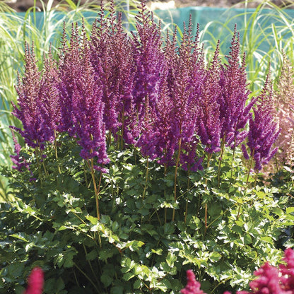 Astilbe Top Choice Cake Mix False Spirea